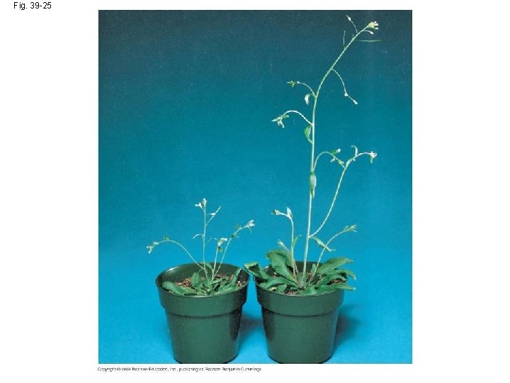 Fig. 39 -25 Fig. 39 -25