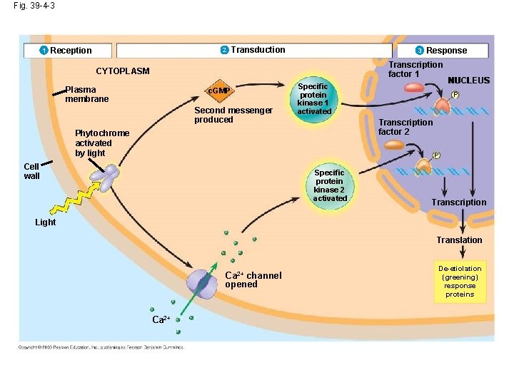 Fig. 39 -4 -3 1 Reception 2 Transduction 3 Response Transcription factor 1 CYTOPLASM Fig. 39 -4 -3 1 Reception 2 Transduction 3 Response Transcription factor 1 CYTOPLASM