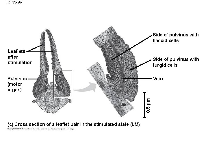 Fig. 39 -26 c Side of pulvinus with flaccid cells Leaflets after stimulation Side Fig. 39 -26 c Side of pulvinus with flaccid cells Leaflets after stimulation Side