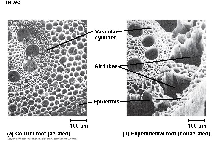 Fig. 39 -27 Vascular cylinder Air tubes Epidermis 100 µm (a) Control root (aerated) Fig. 39 -27 Vascular cylinder Air tubes Epidermis 100 µm (a) Control root (aerated)