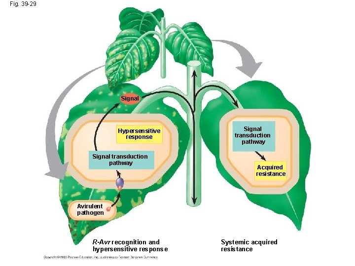 Fig. 39 -29 Signal Hypersensitive response Signal transduction pathway Acquired resistance Avirulent pathogen R-Avr Fig. 39 -29 Signal Hypersensitive response Signal transduction pathway Acquired resistance Avirulent pathogen R-Avr