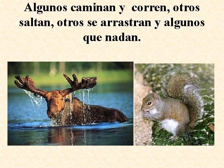 Algunos caminan y corren, otros saltan, otros se arrastran y algunos que nadan. 