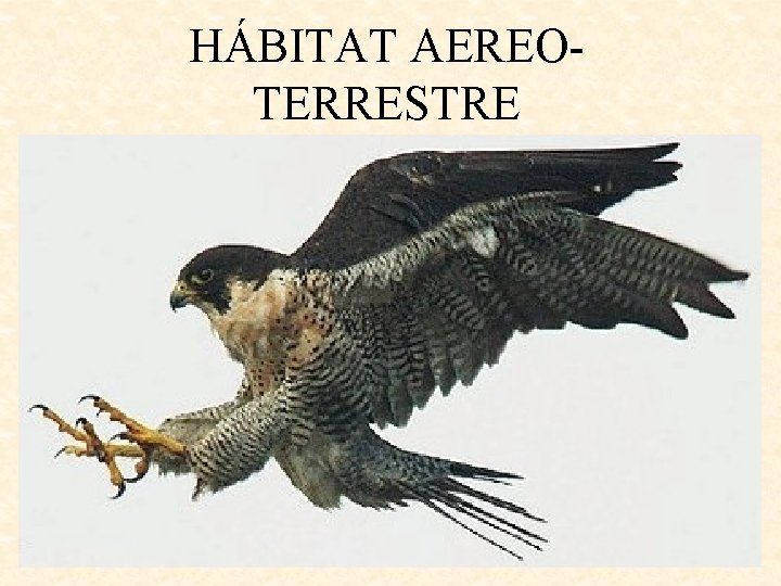 HÁBITAT AEREOTERRESTRE 