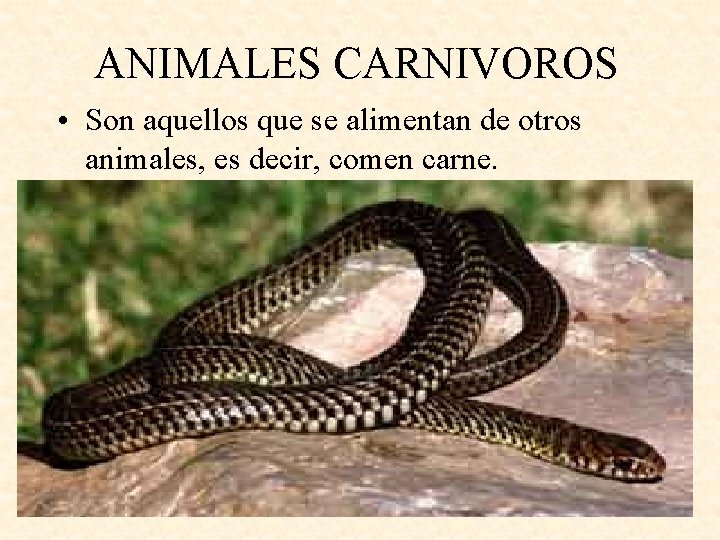 ANIMALES CARNIVOROS • Son aquellos que se alimentan de otros animales, es decir, comen