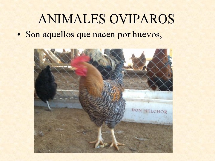 ANIMALES OVIPAROS • Son aquellos que nacen por huevos, 