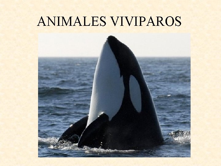 ANIMALES VIVIPAROS 