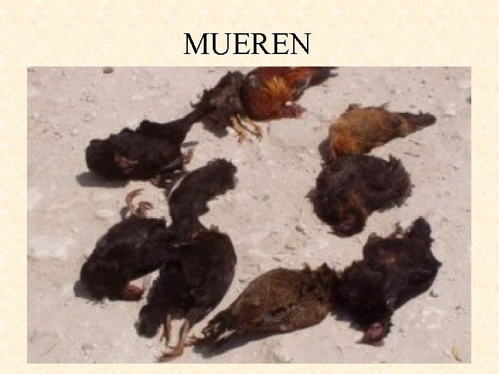 MUEREN 