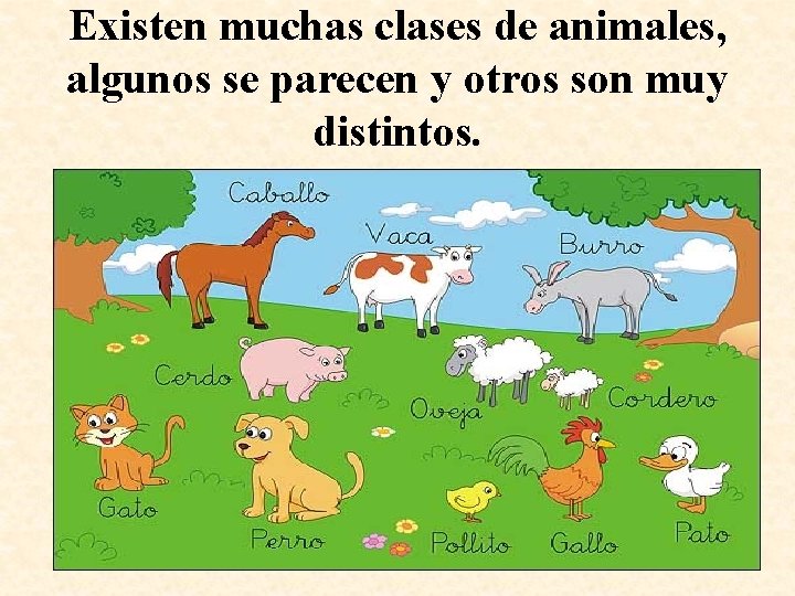 Existen muchas clases de animales, algunos se parecen y otros son muy distintos. 