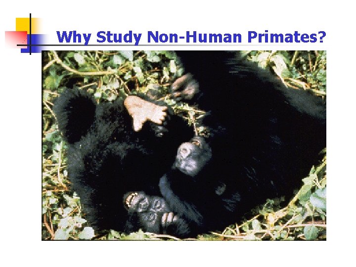 Why Study Non-Human Primates? Why Study Non-Human Primates?