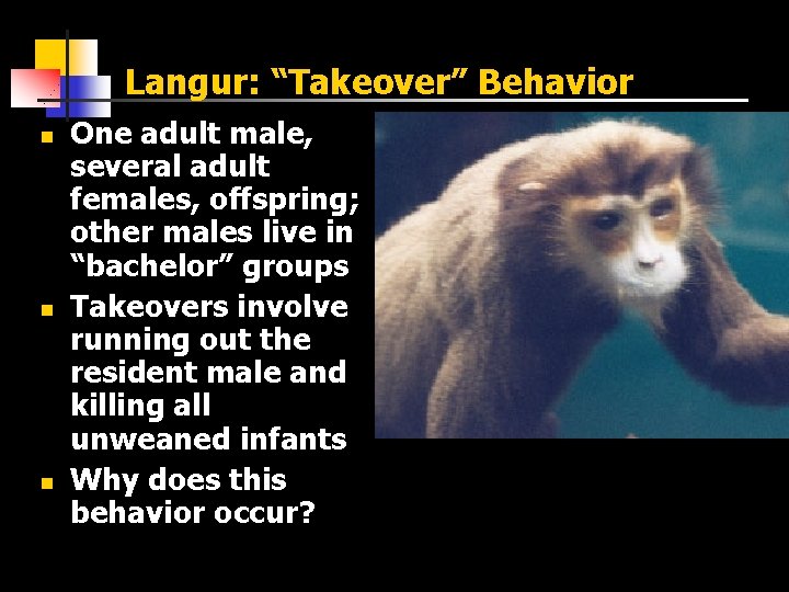 Langur: “Takeover” Behavior n n n One adult male, several adult females, offspring; other