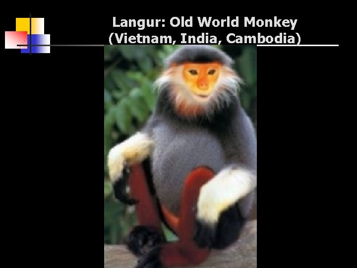 Langur: Old World Monkey (Vietnam, India, Cambodia) 
