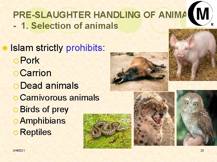PRE-SLAUGHTER HANDLING OF ANIMALS - 1. Selection of animals l Islam strictly prohibits: ¡