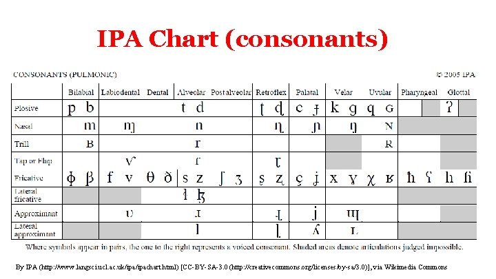 IPA Chart (consonants) By IPA (http: //www. langsci. ucl. ac. uk/ipachart. html) [CC-BY-SA-3. 0