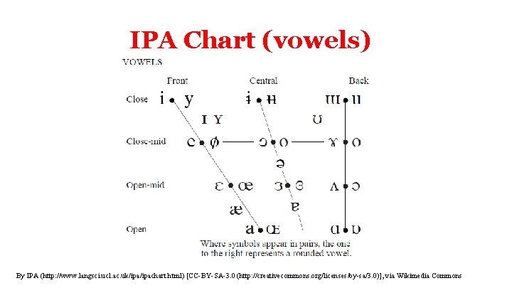 IPA Chart (vowels) By IPA (http: //www. langsci. ucl. ac. uk/ipachart. html) [CC-BY-SA-3. 0