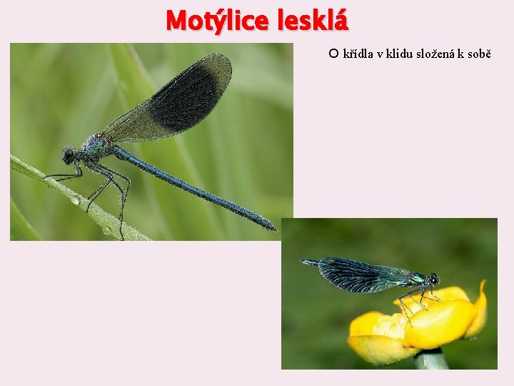 Motýlice lesklá křídla v klidu složená k sobě 