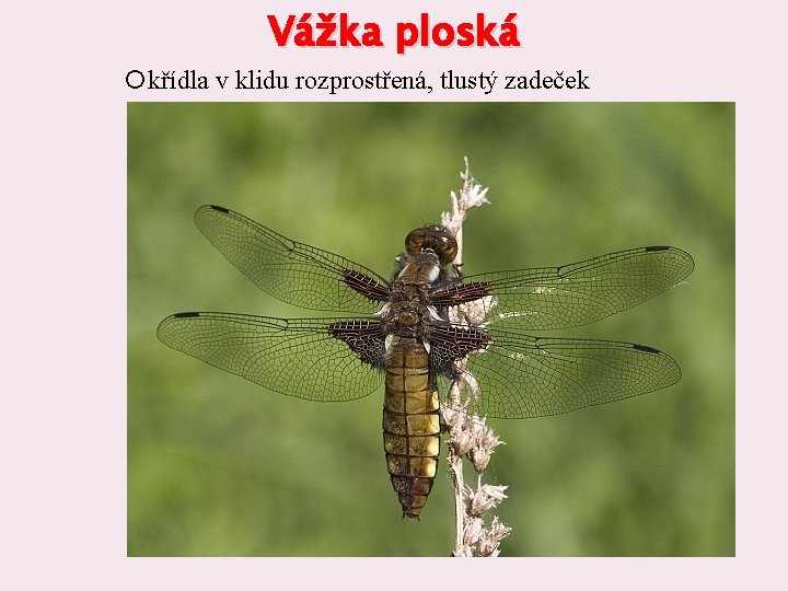 Vážka ploská křídla v klidu rozprostřená, tlustý zadeček 