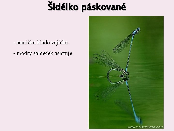 Šidélko páskované - samička klade vajíčka - modrý sameček asistuje 