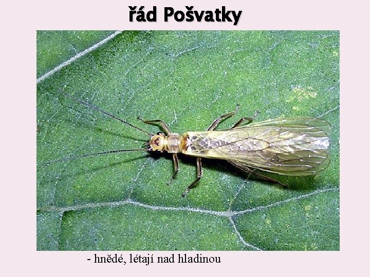 řád Pošvatky - hnědé, létají nad hladinou 