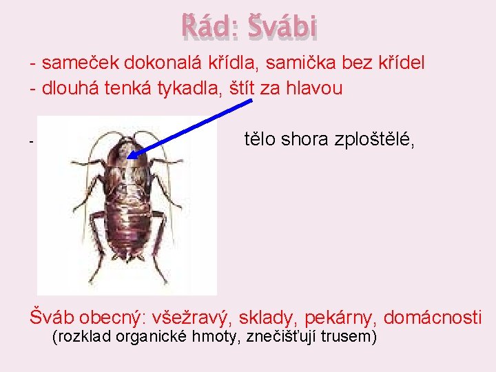 Řád: Švábi - sameček dokonalá křídla, samička bez křídel - dlouhá tenká tykadla, štít