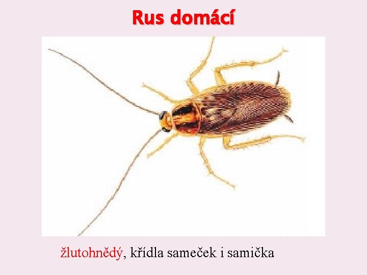 Rus domácí žlutohnědý, křídla sameček i samička 