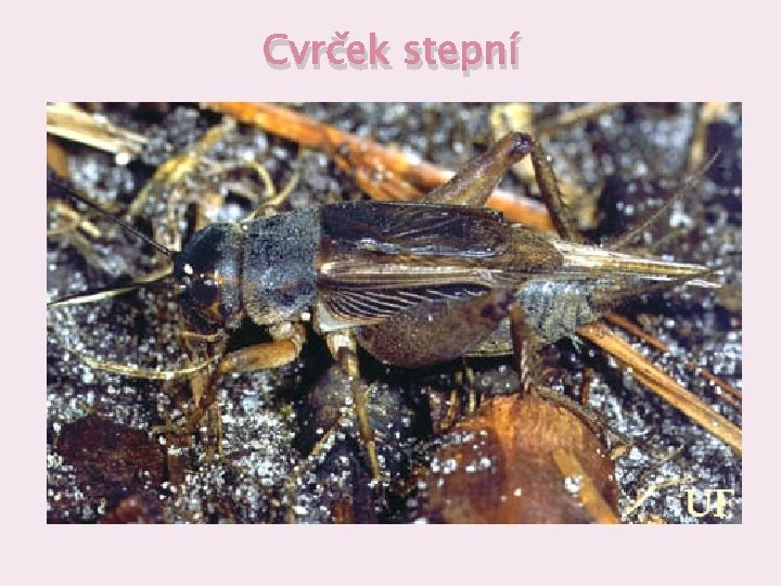 Cvrček stepní Cvrček stepní