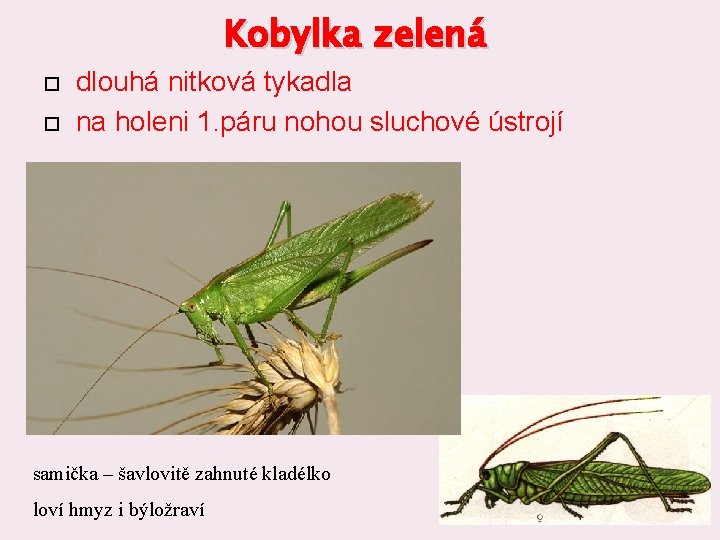 Kobylka zelená dlouhá nitková tykadla na holeni 1. páru nohou sluchové ústrojí samička –