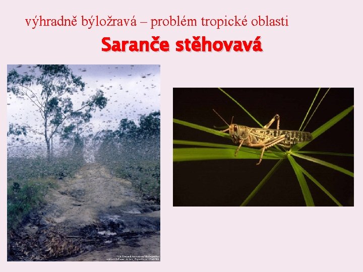 výhradně býložravá – problém tropické oblasti Saranče stěhovavá výhradně býložravá – problém tropické oblasti Saranče stěhovavá