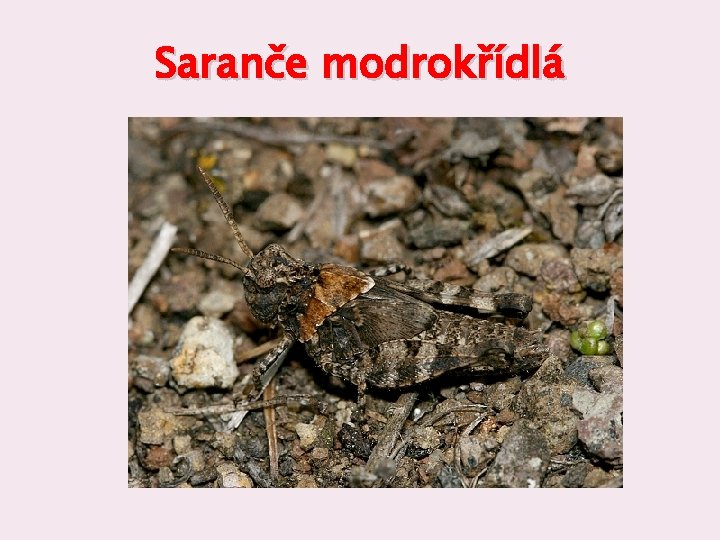 Saranče modrokřídlá 