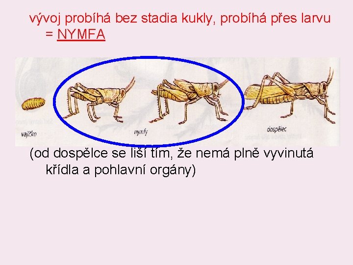 vývoj probíhá bez stadia kukly, probíhá přes larvu = NYMFA (od dospělce se liší