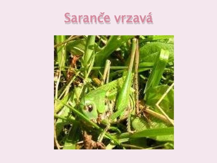 Saranče vrzavá 