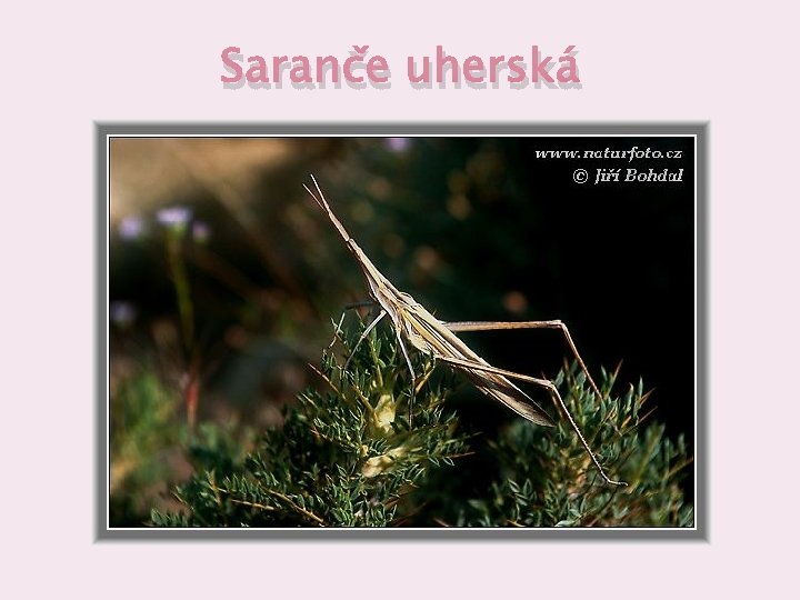 Saranče uherská 