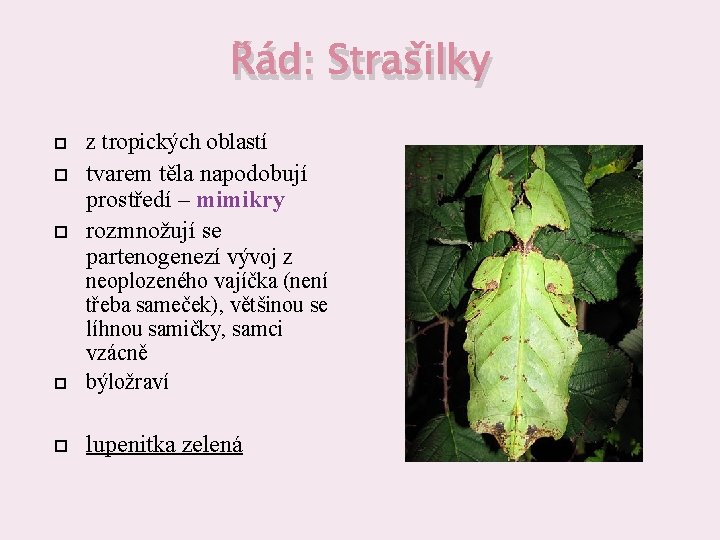 Řád: Strašilky z tropických oblastí tvarem těla napodobují prostředí – mimikry rozmnožují se partenogenezí