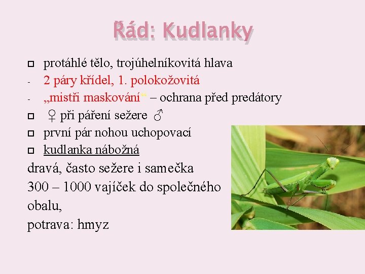 Řád: Kudlanky protáhlé tělo, trojúhelníkovitá hlava 2 páry křídel, 1. polokožovitá „mistři maskování“ –