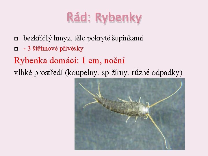 Řád: Rybenky bezkřídlý hmyz, tělo pokryté šupinkami - 3 štětinové přívěsky Rybenka domácí: 1