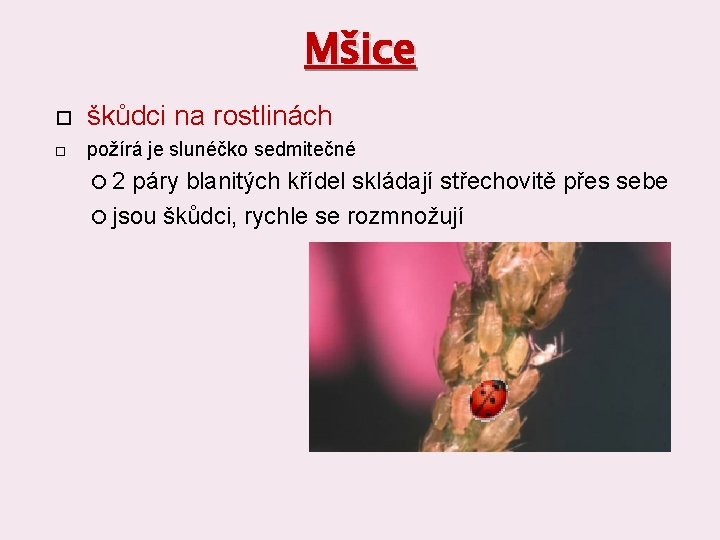 Mšice škůdci na rostlinách požírá je slunéčko sedmitečné 2 páry blanitých křídel skládají střechovitě