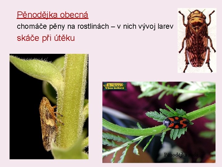 Pěnodějka obecná chomáče pěny na rostlinách – v nich vývoj larev skáče při útěku