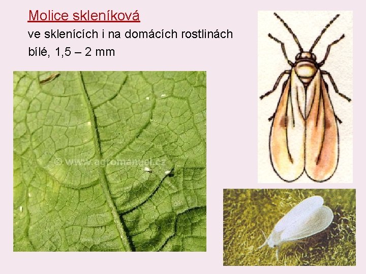 Molice skleníková ve sklenících i na domácích rostlinách bílé, 1, 5 – 2 mm