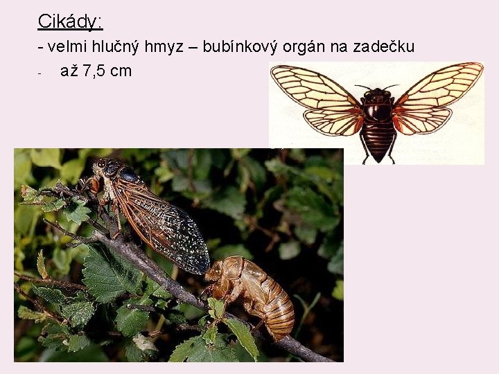 Cikády: - velmi hlučný hmyz – bubínkový orgán na zadečku až 7, 5 cm