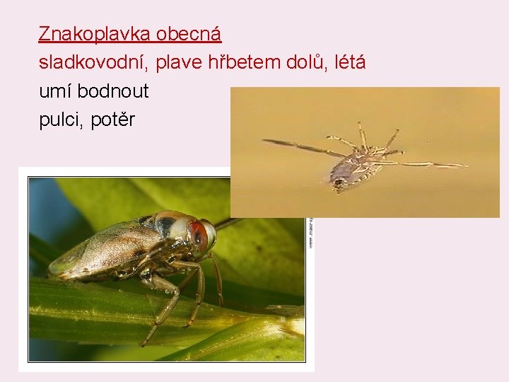 Znakoplavka obecná sladkovodní, plave hřbetem dolů, létá umí bodnout pulci, potěr 