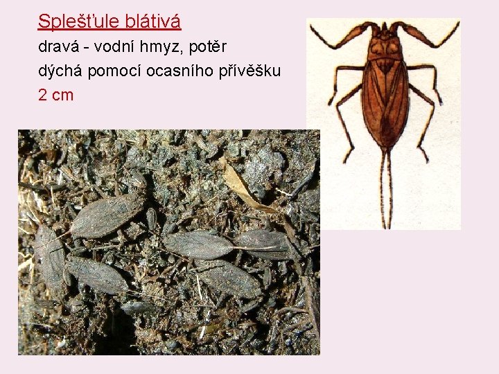 Splešťule blátivá dravá - vodní hmyz, potěr dýchá pomocí ocasního přívěšku 2 cm Splešťule blátivá dravá - vodní hmyz, potěr dýchá pomocí ocasního přívěšku 2 cm