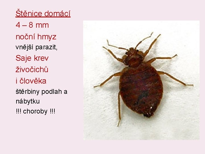 Štěnice domácí 4 – 8 mm noční hmyz vnější parazit, Saje krev živočichů i