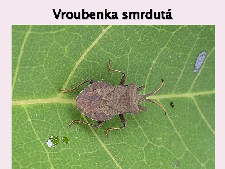 Vroubenka smrdutá 