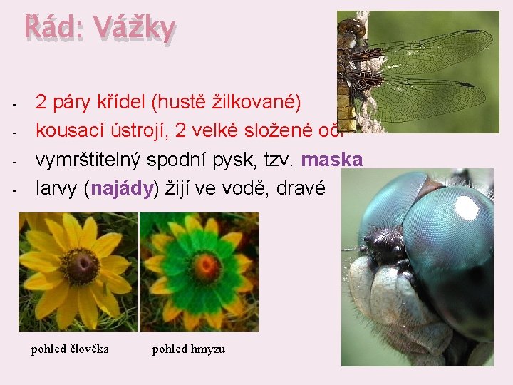 Řád: Vážky - 2 páry křídel (hustě žilkované) kousací ústrojí, 2 velké složené oči