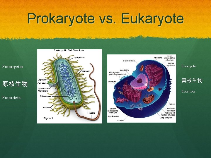 Prokaryote vs. Eukaryote Procaryotes 原核生物 Procariota Eucaryote 真核生物 Eucariota 