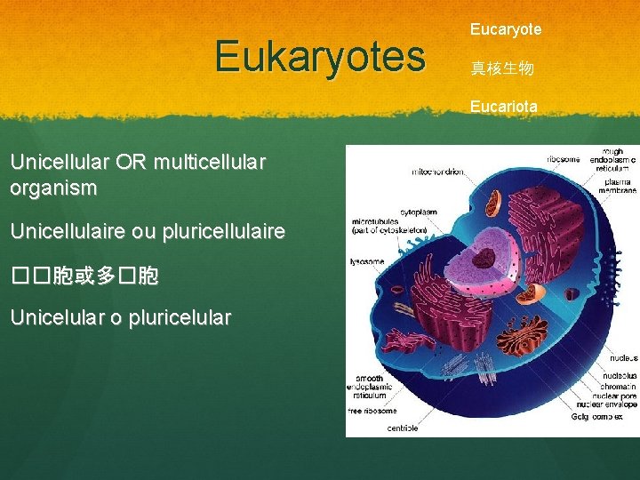 Eukaryotes Eucaryote 真核生物 Eucariota Unicellular OR multicellular organism Unicellulaire ou pluricellulaire ��胞或多�胞 Unicelular o