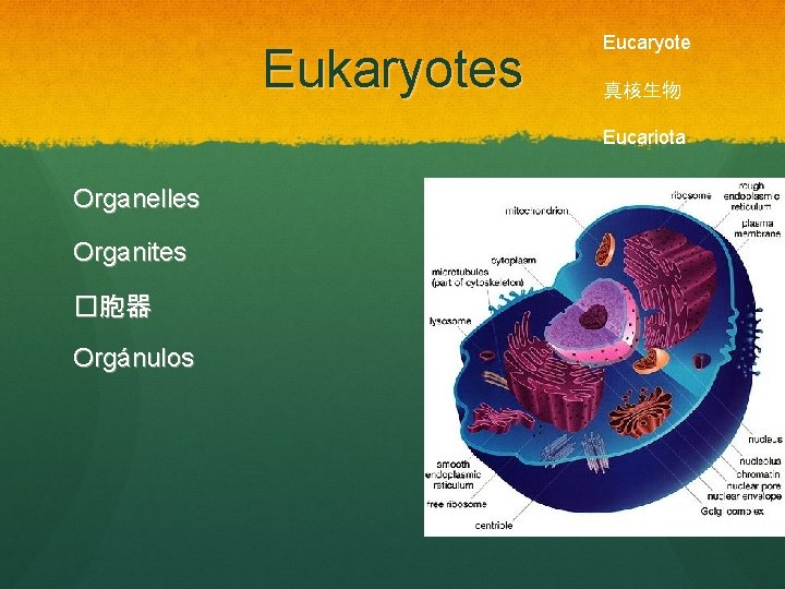 Eukaryotes Eucaryote 真核生物 Eucariota Organelles Organites �胞器 Orgánulos 