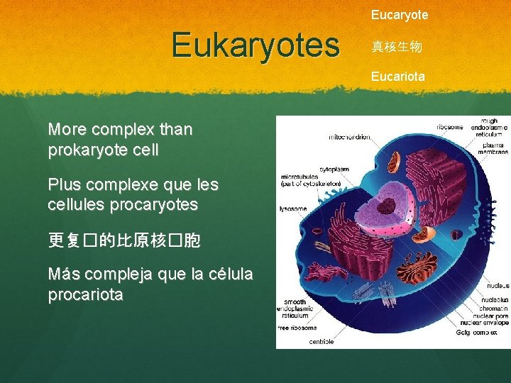 Eucaryote Eukaryotes 真核生物 Eucariota More complex than prokaryote cell Plus complexe que les cellules