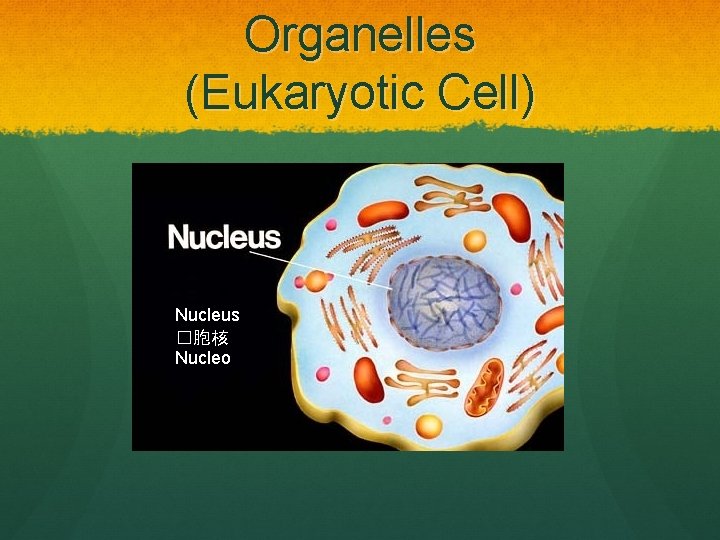 Organelles (Eukaryotic Cell) Nucleus �胞核 Nucleo 