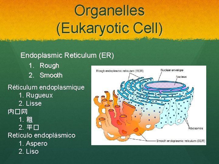 Organelles (Eukaryotic Cell) Endoplasmic Reticulum (ER) 1. Rough 2. Smooth Réticulum endoplasmique 1. Rugueux
