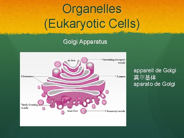 Organelles (Eukaryotic Cells) Golgi Apparatus appareil de Golgi 高尔基体 aparato de Golgi 